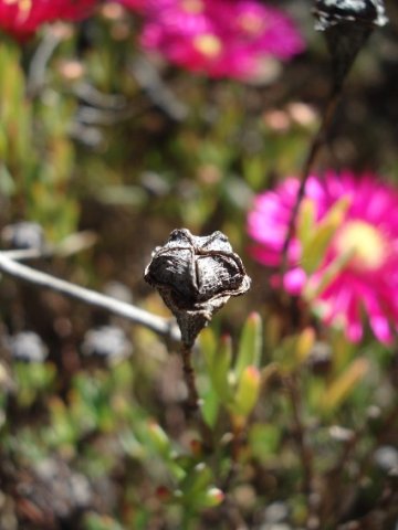 Lampranthus stenopetalus fruit capsule